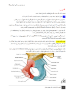 جزوه آناتومی اندام تحتانی-ebbee.ir