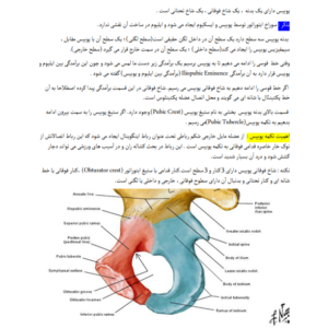 جزوه آناتومی اندام تحتانی-ebbee.ir